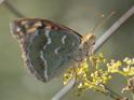 Cardinal Fritillary.jpg